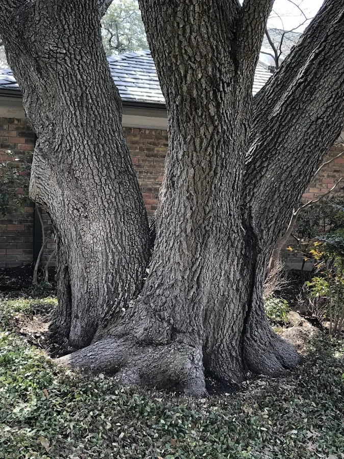 Mature heritage tree close to a Blaine property cared for by certified arborists